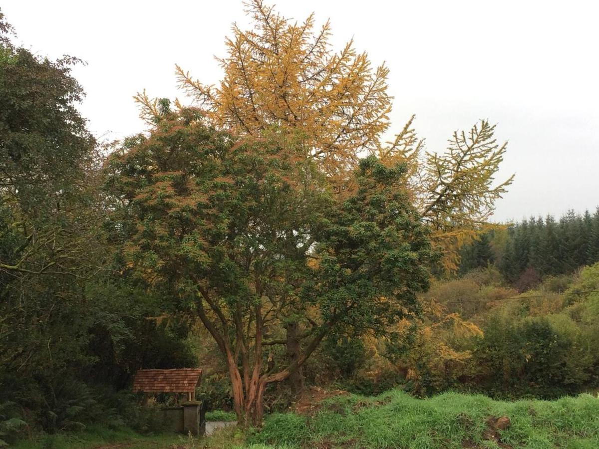 Luxuszelt Aughavannagh Yurt Glamping